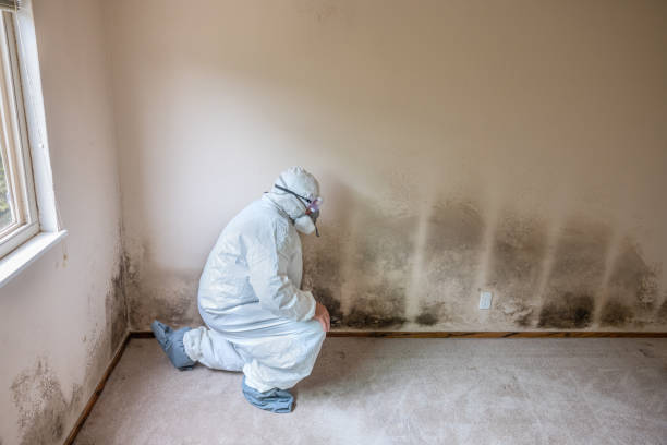 Best Crawl Space Mold Removal  in Ketchikan, AK