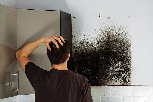 Best Best Mold Removal Companies  in Ketchikan, AK