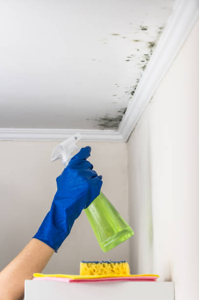 Best Black Mold Removal  in Ketchikan, AK